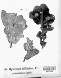 Hysterium foliicola image